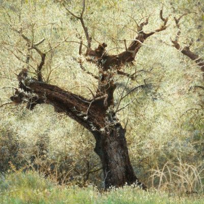Olijfboom-in-Spanje